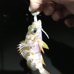 初大三島釣行①