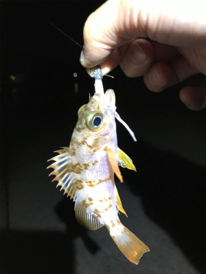 初大三島釣行①