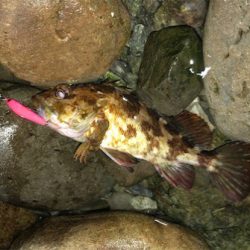 ライトロックプラッキング