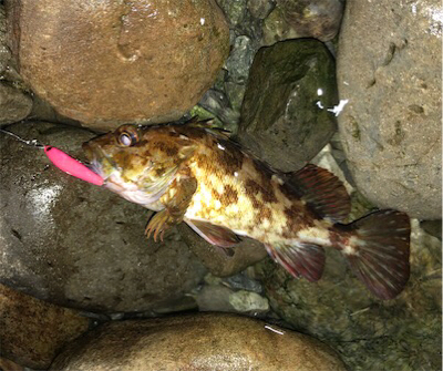 ライトロックプラッキング