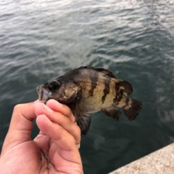 ボート釣りならず 泣