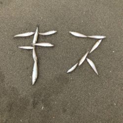 キス釣り楽しい！