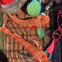 また出た!!モンスターアコウ!!マイボートで丹後タイラバ釣行