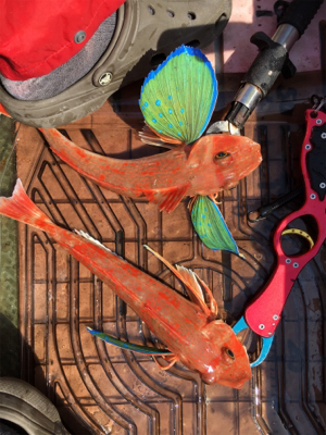 また出た!!モンスターアコウ!!マイボートで丹後タイラバ釣行