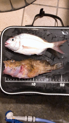 水族館で見たやつやん‪w