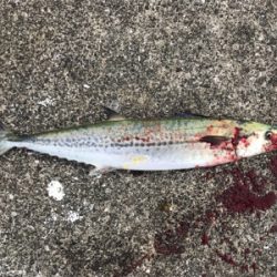 続  沖堤防青物チャレンジ