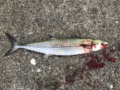 続  沖堤防青物チャレンジ