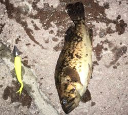 毎度毎度のお友達！