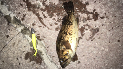 毎度毎度のお友達！