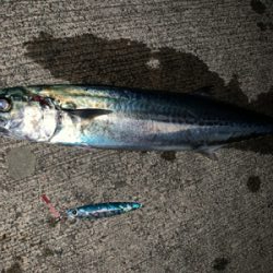 一瞬のサゴシラッシュ