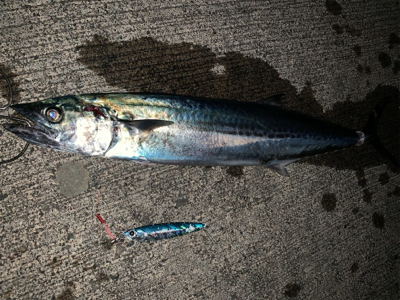 一瞬のサゴシラッシュ