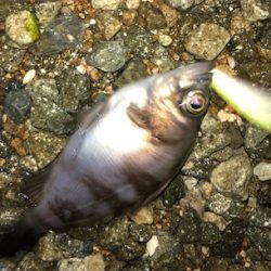 浅場メバリング