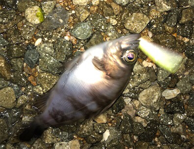 浅場メバリング