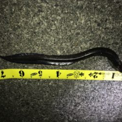 ワイワイ太刀魚ゲーム