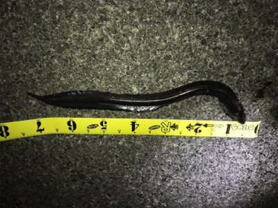 ワイワイ太刀魚ゲーム