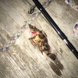 メバリング釣行