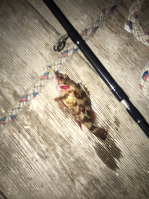 メバリング釣行