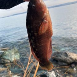 ライトワインド釣果