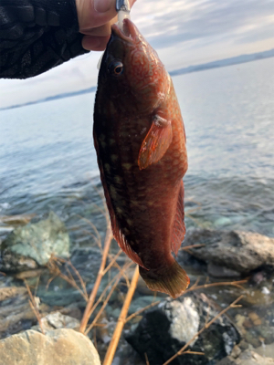 ライトワインド釣果