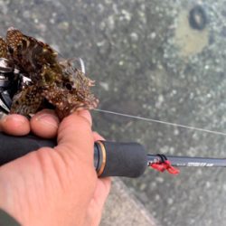 ロックフィッシュ ハタ調査