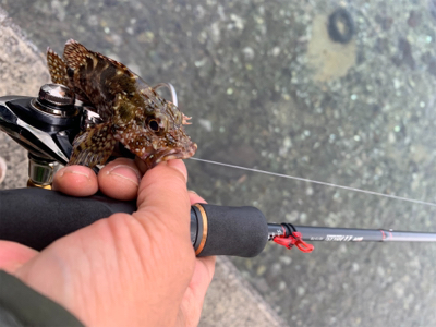 ロックフィッシュ ハタ調査