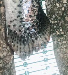 川場キングダムフィッシング