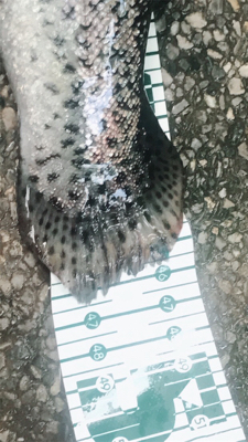 川場キングダムフィッシング