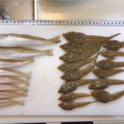 キスシーズン到来!!メゴチも…