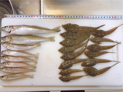 キスシーズン到来!!メゴチも…