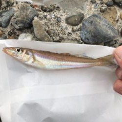 小学生以来の…