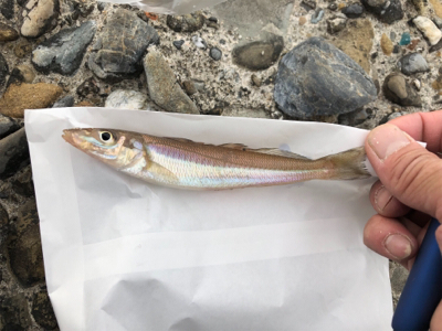 小学生以来の…