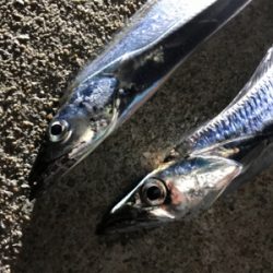 ショアジギングの合間にコブダイゲームも♪