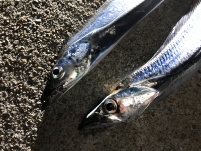 ショアジギングの合間にコブダイゲームも♪