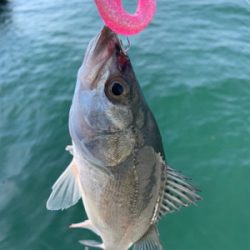 今日もしっかり♫