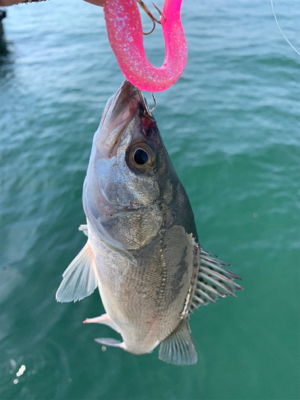 今日もしっかり♫