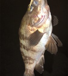 シーバス狙いなのに