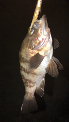 シーバス狙いなのに