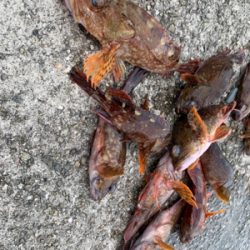 令和初の太刀！