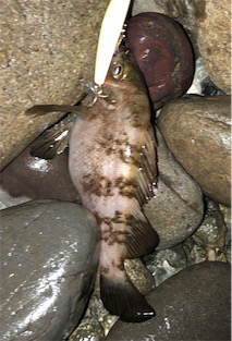 浅場メバル活性高い