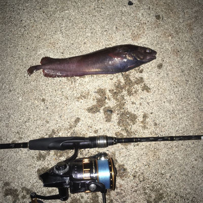 初松前フィッシュ！