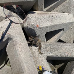 生里漁港フカセ