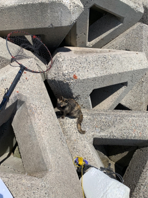 生里漁港フカセ