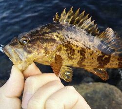 2019年5月21日釣行in伊崎漁港界隈