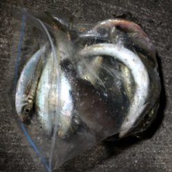 アジング絶好調