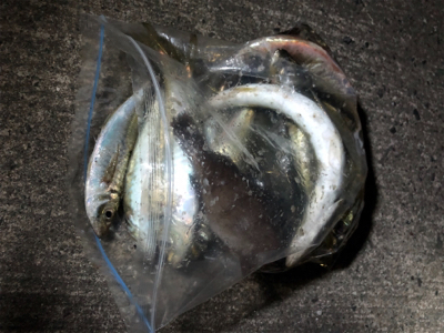 アジング絶好調