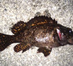 ソーイソイソイお祭りじゃー!