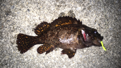 ソーイソイソイお祭りじゃー!