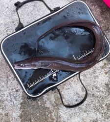 いろんな魚が釣れました