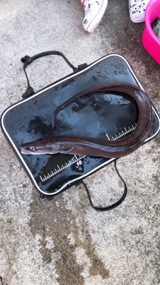 いろんな魚が釣れました