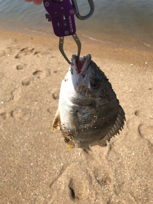 黄チニング無双